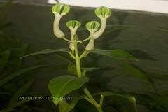 Ceropegia lawii